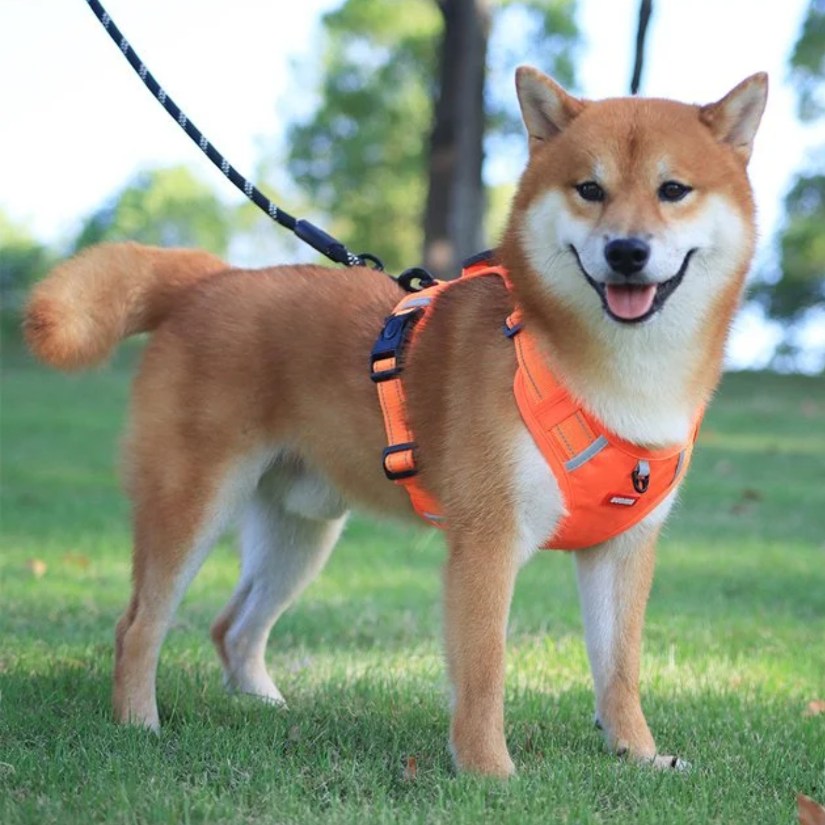 No Pull Dog Harness™ | 50% KORTING!