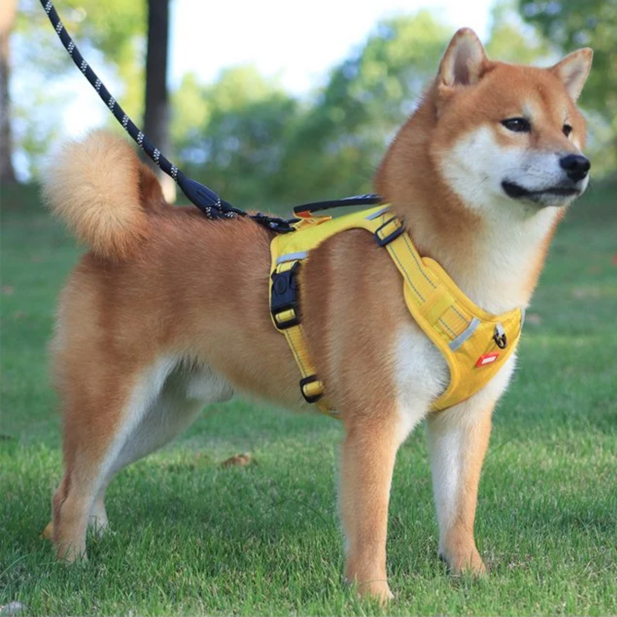 No Pull Dog Harness™ | 50% KORTING!