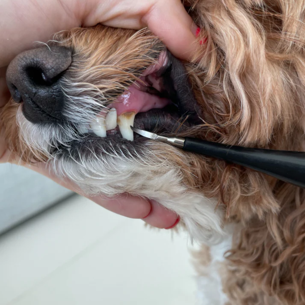 Canident™ - Tandreiniger voor honden | 50% KORTING!