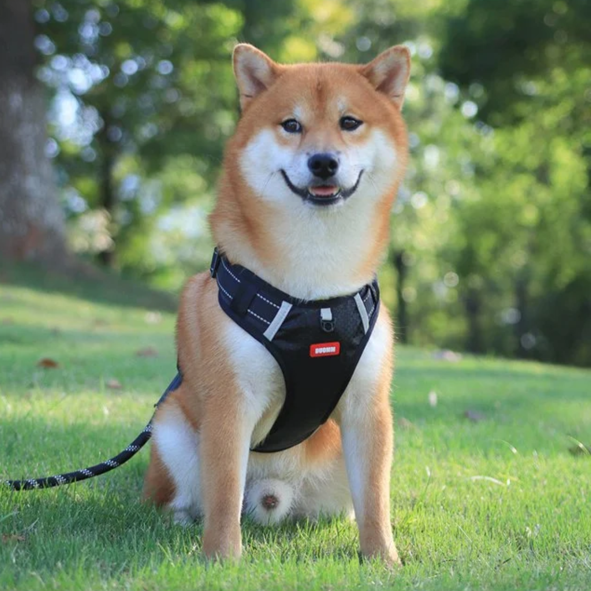 No Pull Dog Harness™ | 50% KORTING!